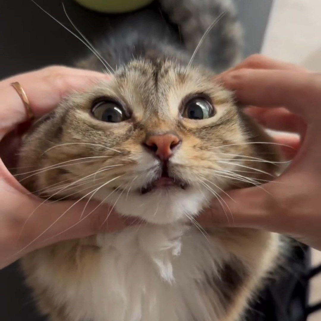 in5ar@shitpost.poridge.club