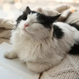 meowmashine@shitpost.poridge.club