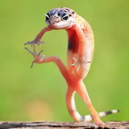 grumb@shitpost.poridge.club
