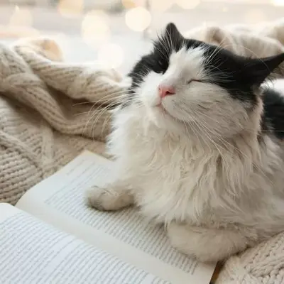 meowmashine@silverbay.space