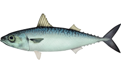masaba